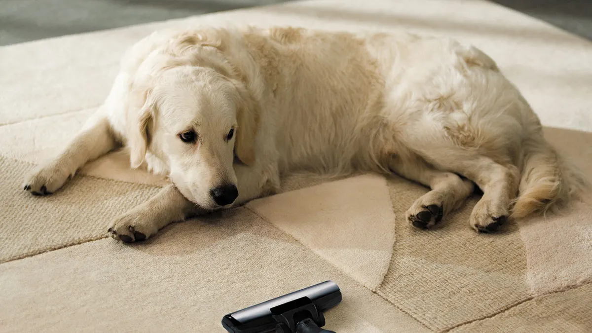 Key Considerations for Pet-Friendly Carpets